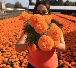 Puebla es el principal productor nacional de flor de cempasúchil