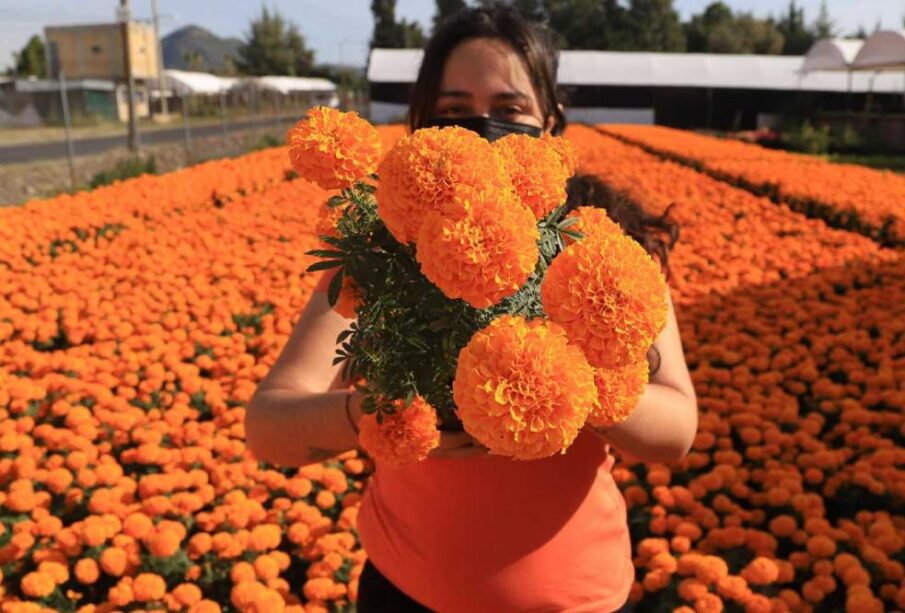 Puebla es el principal productor nacional de flor de cempasúchil